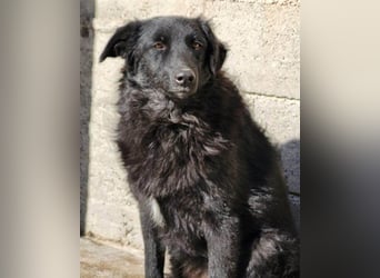 GORDI❤️liebes, verschmustes kroat. Schäferhund-Mix-Mädel