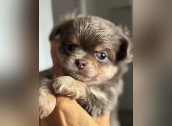 Wir haben aktuell Welpen. 2 Chihuahua Mädels