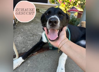 Schmusebacke Lana sucht ihre Familie ❤️