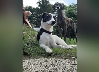 Zazu, kleiner Kerl mit großen Potential