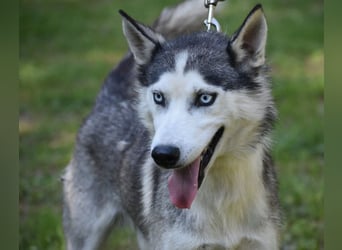 Lieber Huskyrüde FRED, ca. 08.2023 geboren, sucht Freunde dieser Rasse