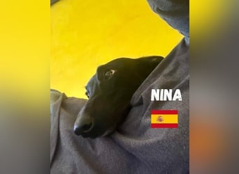 Nina,geb.03/23,schüchternes Galgo-Mädchen sucht ihre Familie