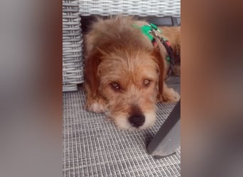 lieber Junghund Sammy sucht eine Familie