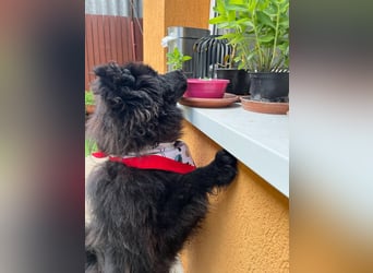 Koda2 – junger Herzenshund mit Kuschelfaktor