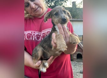 Patrik, geboren 10.04.2025, 24cm sucht seine Chance