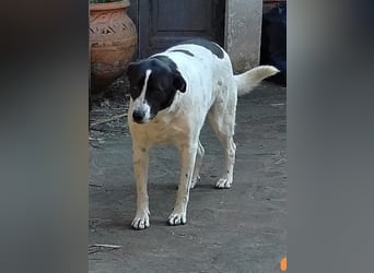 Laika - alles auf Anfang -