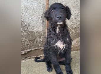 Flynn ❤️ offener, verspielter Welpenjunge