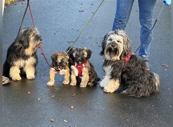 Tibet Terrier-Hündin, VDH, zobel, geb. 28.7.24