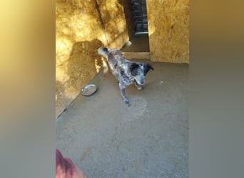 Kora - arme schüchterne Maus