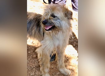 Daisy – zarte Hundeseele auf der Suche nach Geborgenheit