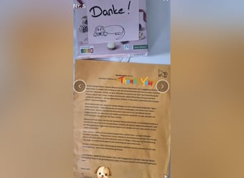 2020, 2025 waren tolle Würfe, 2026 plane ich erneut 1 Wurf  Labradoodlewelpen F1bb in crem