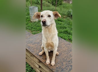 Casper (auf Pflegestelle Nähe Hannover)