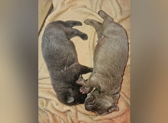Labrador Welpen mit Ahnenpass