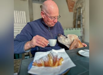 Leo - wunderbarer, lieber Pointer