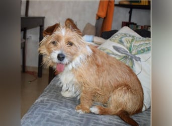 Yorki-Mix-Rüde freut sucht verantwortungsvolles Zuhause