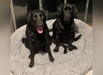 Lily – zartes Hundeseelchen sucht einfühlsames Zuhause