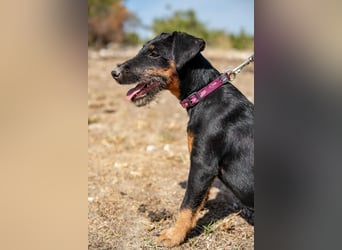 Junghündin, Welpe, Deutscher Jagdterrier Hündin Penny Lane sucht....