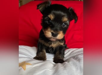 Yorkshire Terrier Welpen black and tan mit Ahnentafel