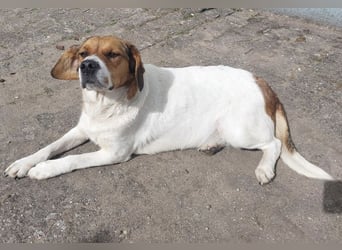 Pippa eine Kinderliebende Hündin