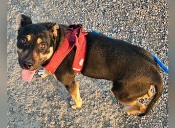 Süße ♥ Stella ♥ treuer Schatz auf 4 Pfoten