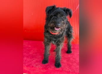 Candy, Schnauzer-Mix, Hündin, geb. am 20.07.2024, 36 cm, 10 kg