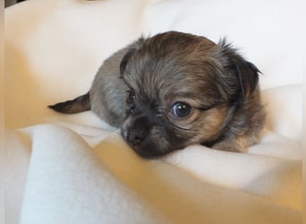 eine Hand voll Glück - Chihuahua Welpen RESERVIERT