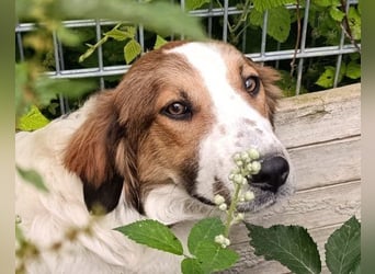 Rüde ♥ Amon ♥ braucht Liebe und Erfahrung