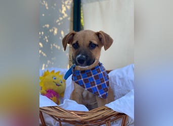 Adi LM - Zuhause gesucht – Neun kleine Hundekinder auf großer Mission
