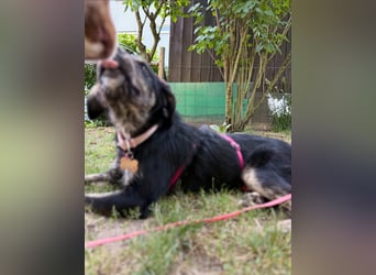 Hundedame BENI auf PS in 76829 Landau
