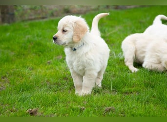 Goldenretriever Welpen