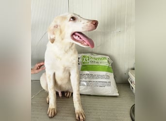 Milo: völlig überfordert im Tierheim