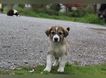 Lotti – süße Maus sucht ihre Menschen