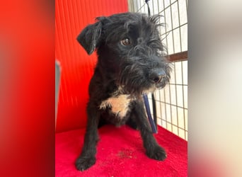 Theo, Schnauzer-Mix, Rüde, geb. am 07.10.2024, 40 cm