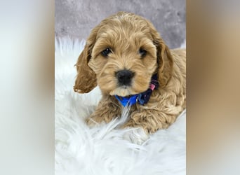 Schöne Cockapoo-Welpen