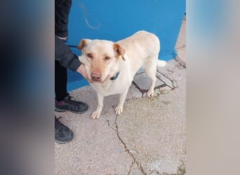 Laika, hofft auf ihre Ausreise ins Glück
