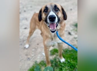 ALICIA-jung, wachsam, neugierig, klug, verspielt ,loyal, verspielt auf der Suche nach ihrem Zuhause