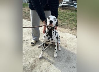 Dius, 3 Jahre, 57cm sucht ihr Körbchen