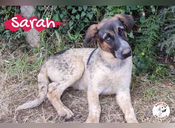 Sarah 12/2023 (ESP) - außergewöhnlich hübsche, anhängliche und lustige Junghündin!