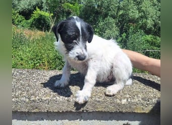 Lola3, Mischling