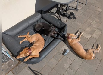 ANNI ❤️ lustige Galga, Pflgefamilie Bischberg