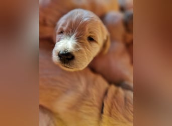 Labradoddle F1