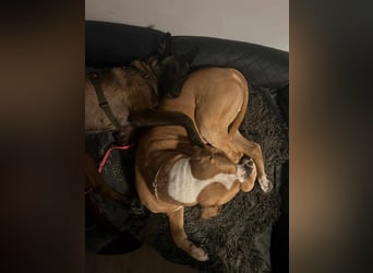 Zuckersüße Kiva sucht ein Kuschelkörbchen