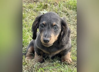 Kaninchen/Zwerglanghaar Dackel