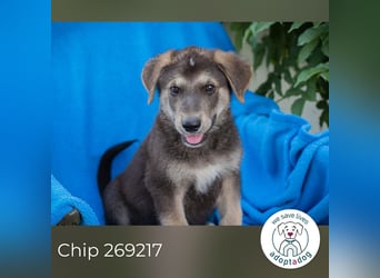 Chip 269217: Hundekind sucht ein Zuhause