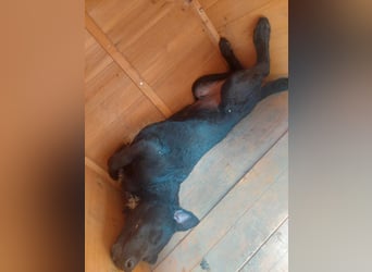 Feri, hat das Zeug für einen tollen Familienhund
