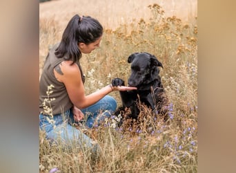 PAULI - Freundlicher Schäferhund sucht erfahrenes Zuhause