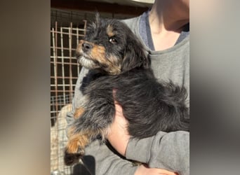 Yorki-Mix ♥Miruna♥ möchte so gerne ihre Familie finden