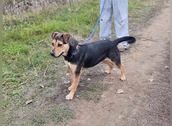 Zelda, geb. 05/2022, 53 cm, wünscht sich ein Körbchen