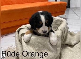 Berner Sennenhund Welpen reinrassig