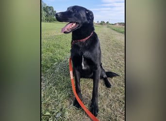 Shakir ein großer Hund mit großem Herz